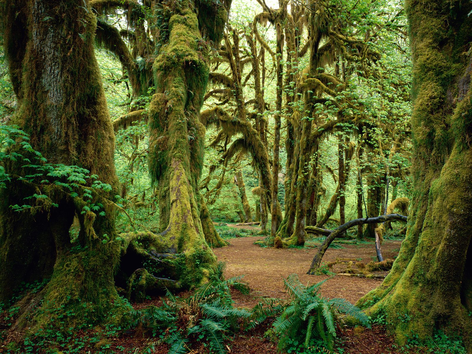 The Hoh Valley, Washington