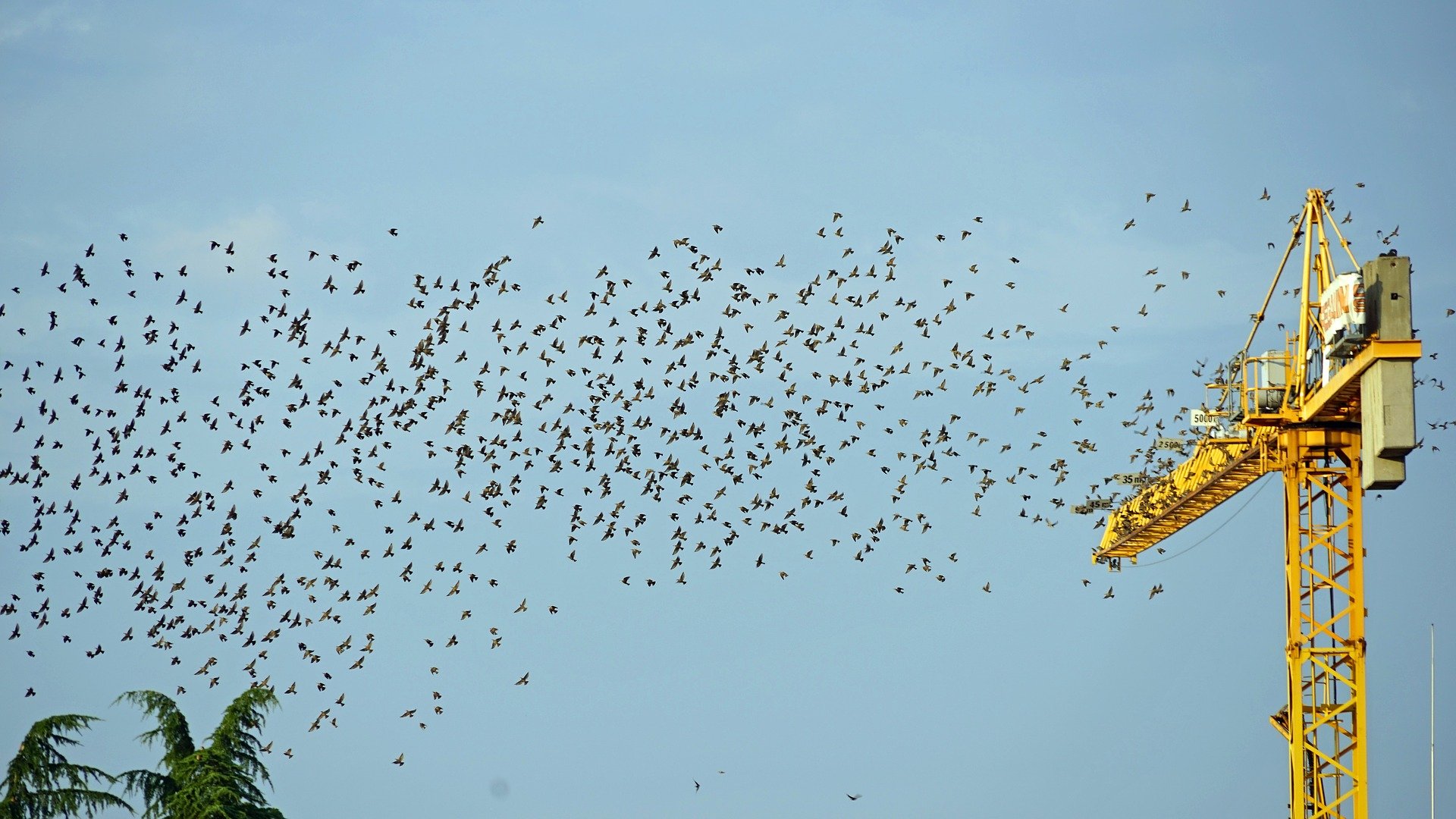 noise pollution animals