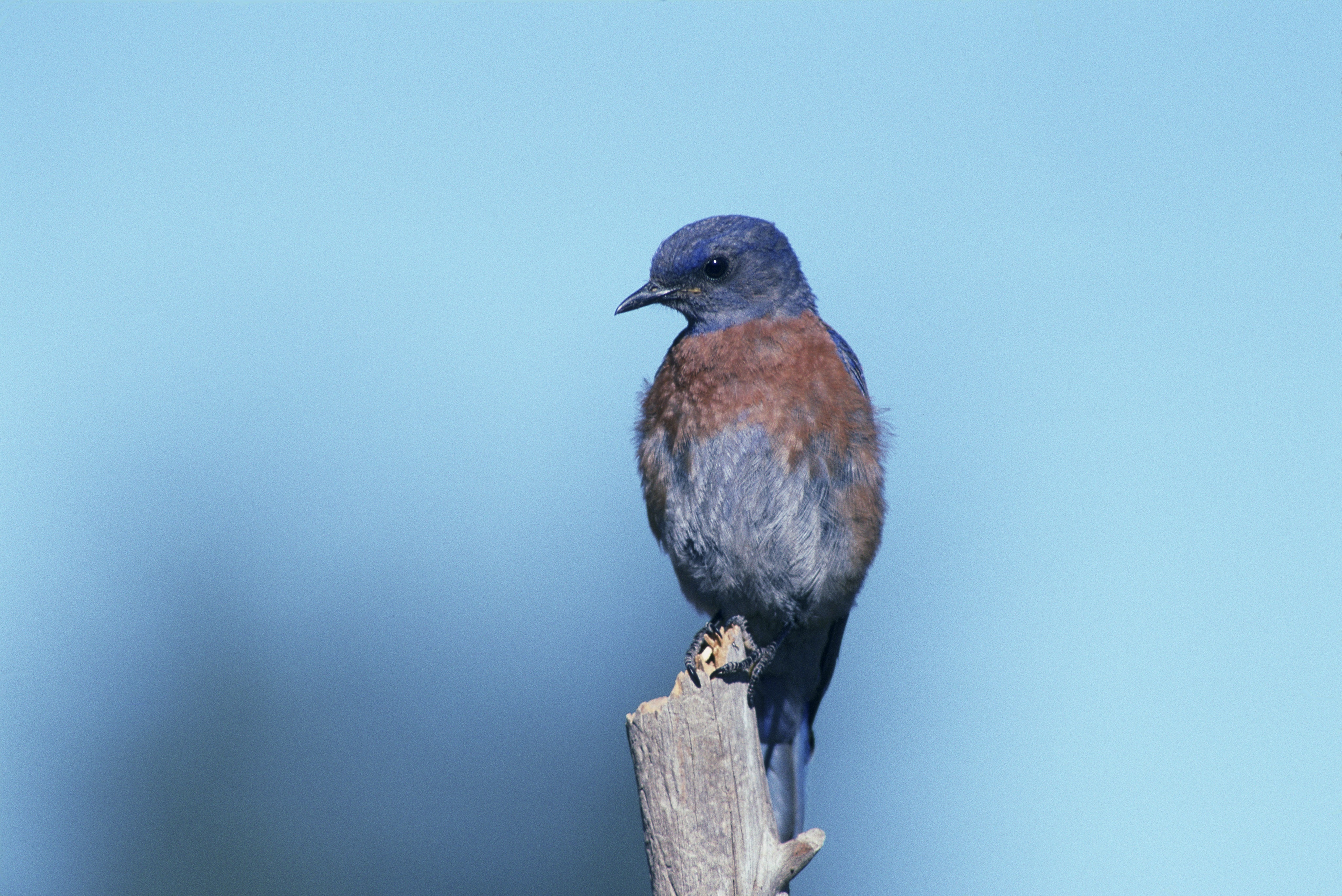 western-bluebird-541379